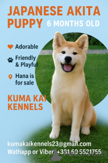 Foto №1. akita - zum Verkauf in der Stadt Kruševac | 1000€ | Ankündigung № 69446