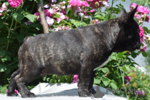 Foto №2 zu Ankündigung № 20384 zu verkaufen französische bulldogge - einkaufen Rumänien züchter