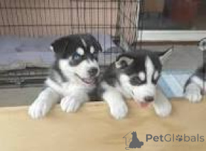 Foto №2 zu Ankündigung № 166745 zu verkaufen siberian husky - einkaufen Frankreich quotient 	ankündigung, züchter
