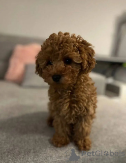 Foto №2 zu Ankündigung № 132003 zu verkaufen pudel (toy) - einkaufen Niederlande züchter