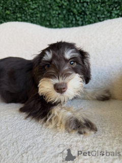 Foto №2 zu Ankündigung № 168567 zu verkaufen schnauzer - einkaufen Deutschland züchter