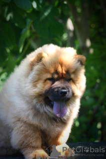 Foto №2 zu Ankündigung № 65400 zu verkaufen chow-chow - einkaufen Serbien züchter
