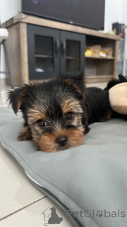 Foto №3. Entzückender Welpe zur Adoption und zum Homing. USA