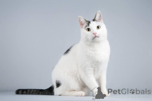 Foto №3. Die Katze Andreika sucht ein gütiges Herz.. Russische Föderation