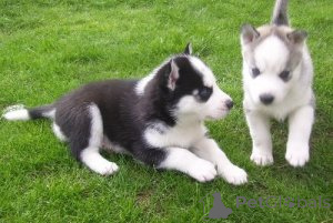 Foto №1. siberian husky - zum Verkauf in der Stadt Balta | 500€ | Ankündigung № 172676