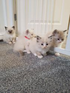 Foto №2 zu Ankündigung № 163704 zu verkaufen ragdoll-katze - einkaufen Deutschland 