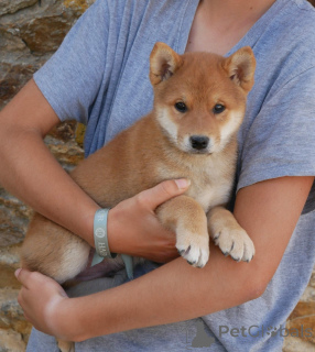 Foto №2 zu Ankündigung № 173717 zu verkaufen shiba - einkaufen Belgien 