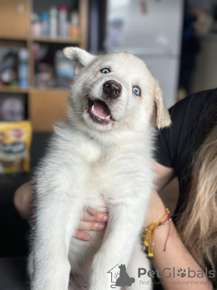 Foto №1. australian shepherd - zum Verkauf in der Stadt München | 550€ | Ankündigung № 111710