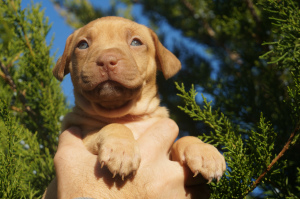 Foto №3. Zwinger LOVELY HEARTS, Welpen des Pitbull-Terriers der Sportzucht. Ukraine