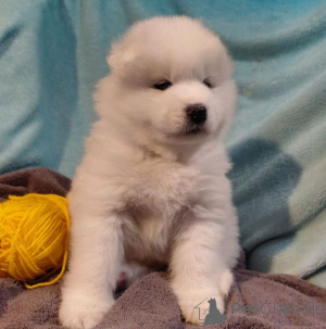 Foto №3. Samojedin-Pennuss. Finnland