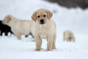 Foto №3. Brown und Fawn männlicher Labrador Retriever. Russische Föderation