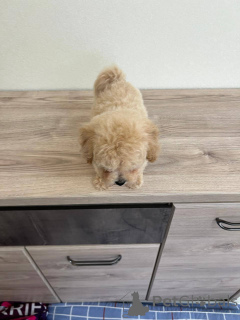 Foto №2 zu Ankündigung № 166826 zu verkaufen mischlingshund - einkaufen Weißrussland züchter