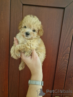 Foto №3. I am selling adorable maltipoo puppies. Serbien