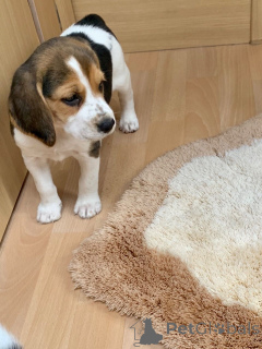 Foto №4. Ich werde verkaufen beagle in der Stadt Øsløs. quotient 	ankündigung, züchter - preis - 850€