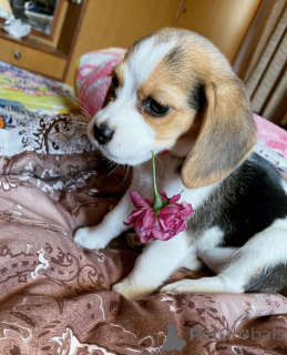 Foto №1.  - zum Verkauf in der Stadt Toronto | 581€ | Ankündigung № 164608