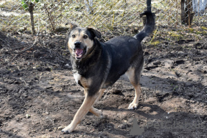 Foto №1. mischlingshund - zum Verkauf in der Stadt St. Petersburg | Frei | Ankündigung № 139206