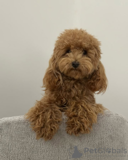 Foto №2 zu Ankündigung № 132654 zu verkaufen pudel (toy) - einkaufen Spanien züchter