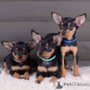 Foto №1. prager rattler - zum Verkauf in der Stadt Schlechtes Münsteerefel | verhandelt | Ankündigung № 154708