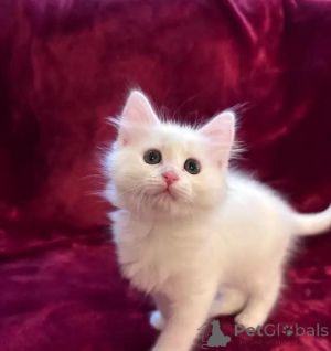 Foto №4. Ich werde verkaufen sibirische katze in der Stadt Überllenlen. quotient 	ankündigung - preis - 580€