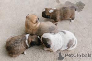 Foto №4. Ich werde verkaufen  in der Stadt Glasgow. züchter - preis - 650€