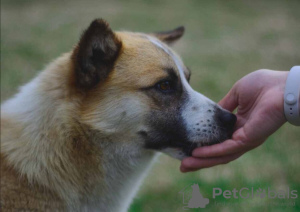 Foto №2 zu Ankündigung № 122641 zu verkaufen mischlingshund - einkaufen Russische Föderation quotient 	ankündigung