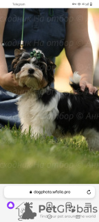 Foto №1. biewer terrier - zum Verkauf in der Stadt Toljatti | 1602€ | Ankündigung № 107774