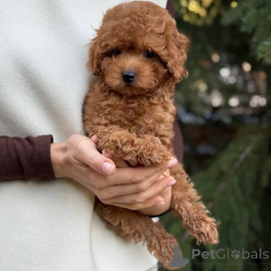 Foto №2 zu Ankündigung № 166803 zu verkaufen pommersche spitz - einkaufen Deutschland quotient 	ankündigung