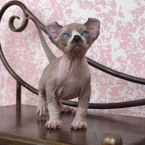 Foto №3. ENTZÜCKENDE SPHYNX- UND BAMBINO-KÄTZCHEN FÜR IHR ZUHAUSE. Deutschland