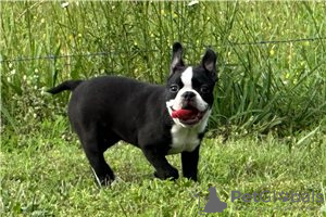 Foto №1. boston terrier - zum Verkauf in der Stadt München | verhandelt | Ankündigung № 104852