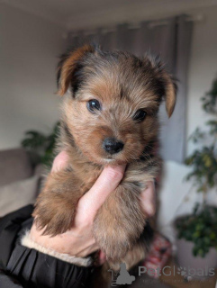 Foto №3. Yorkshire-Terrier-Welpen zu verkaufen. Zypern