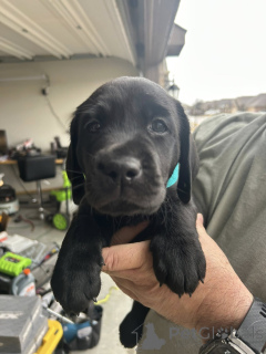 Foto №1. labrador retriever - zum Verkauf in der Stadt Unterscheiden sich | verhandelt | Ankündigung № 165850