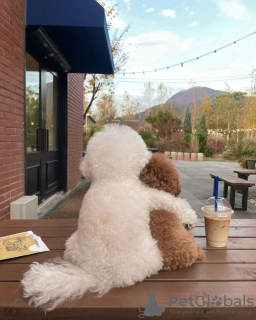 Foto №2 zu Ankündigung № 128597 zu verkaufen pudel (toy) - einkaufen Portugal züchter