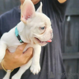 Foto №1. französische bulldogge - zum Verkauf in der Stadt Bonn | 360€ | Ankündigung № 127367