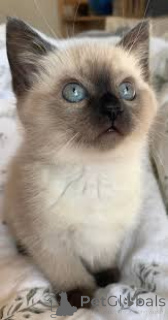 Foto №1. balinesenkatze - zum Verkauf in der Stadt Brüssel | 500€ | Ankündigung № 172712