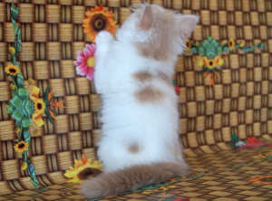 Foto №2 zu Ankündigung № 6997 zu verkaufen highland-straights - einkaufen Ukraine quotient 	ankündigung