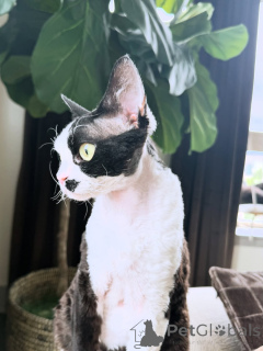Foto №2 zu Ankündigung № 169155 zu verkaufen devon rex - einkaufen Finnland quotient 	ankündigung