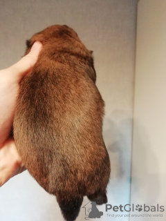 Foto №4. Ich werde verkaufen shih tzu in der Stadt Tallinn. quotient 	ankündigung, züchter - preis - 600€