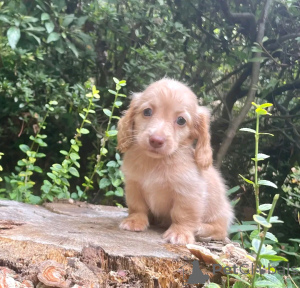 Foto №3. Dackelwelpen zur Adoption Verflügbar. Deutschland