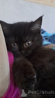 Foto №2 zu Ankündigung № 146042 zu verkaufen schottische faltohrkatze - einkaufen Lettland quotient 	ankündigung