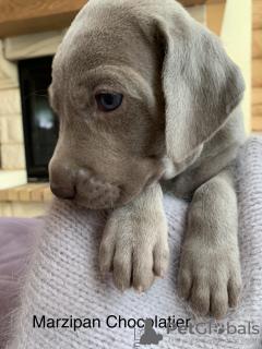 Foto №4. Ich werde verkaufen weimaraner in der Stadt Москва. züchter - preis - 575€