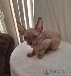 Foto №2 zu Ankündigung № 176002 zu verkaufen sphynx-katze - einkaufen Deutschland quotient 	ankündigung