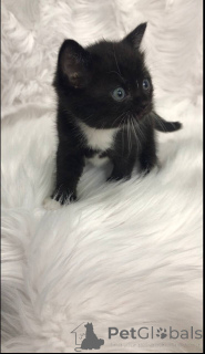 Foto №4. Ich werde verkaufen schottische faltohrkatze in der Stadt Филадельфия. quotient 	ankündigung - preis - verhandelt