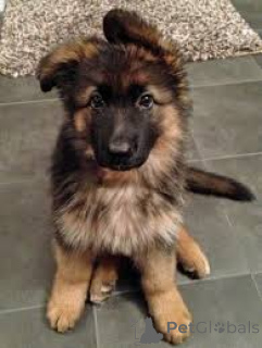 Foto №3. Chiots Berger Deutschland zu verkaufen. Luxemburg