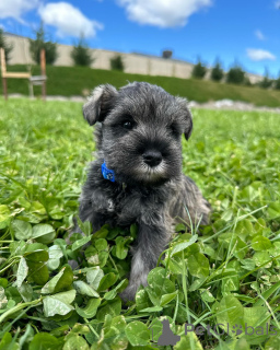 Foto №2 zu Ankündigung № 168568 zu verkaufen schnauzer - einkaufen Deutschland züchter
