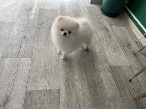 Foto №3. Pommern. Tschechische Republik