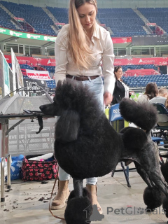 Foto №1. pudel (royal) - zum Verkauf in der Stadt Valeovo | verhandelt | Ankündigung № 166125