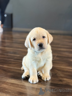 Foto №3. Der prachtige Labrador Retriever-Welpe liebte dieses Jahr. Niederlande