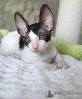 Foto №2 zu Ankündigung № 173226 zu verkaufen cornish rex - einkaufen Estland quotient 	ankündigung, züchter