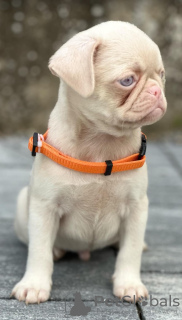 Foto №2 zu Ankündigung № 120965 zu verkaufen mops - einkaufen Serbien züchter