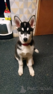 Foto №1. siberian husky - zum Verkauf in der Stadt Zinkgruvan | 1000€ | Ankündigung № 168438